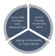 Cancer and aging circular flow chart